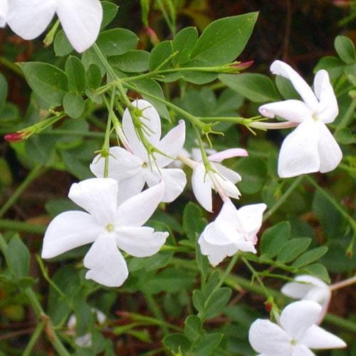  Jasminum Officinale