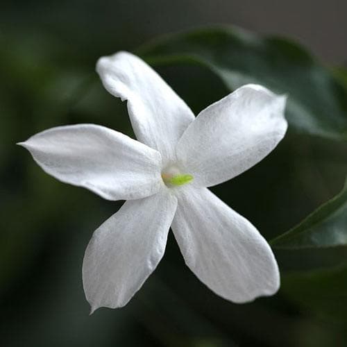  Jasminum Officinale