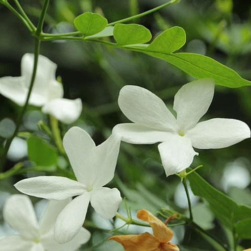  Jasminum Officinale