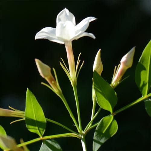  Jasminum Officinale