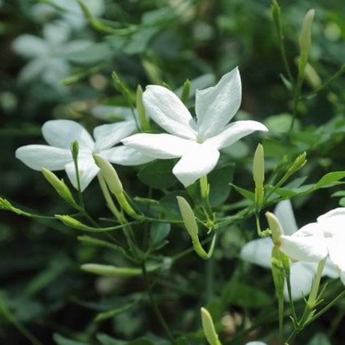  Jasminum Officinale