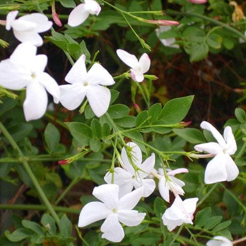  Jasminum Officinale