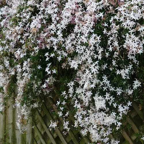  Jasminum Officinale