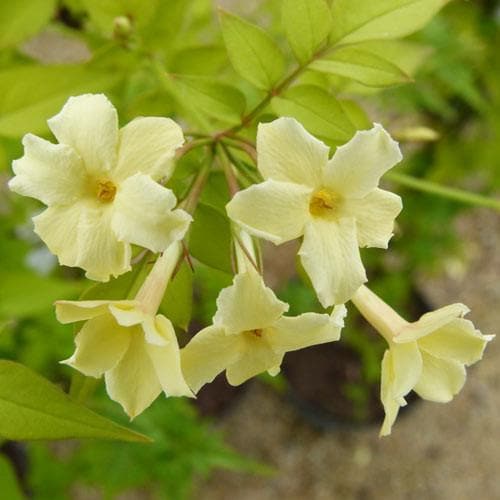  Jasminum Officianale Clotted Cream
