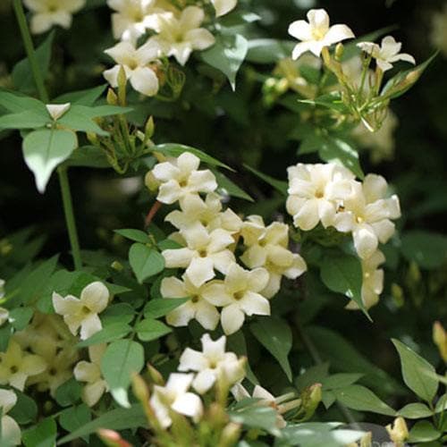 Jasminum Officianale Clotted Cream