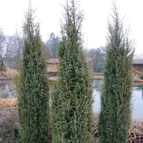  Juniperus Scopulorum Blue Arrow