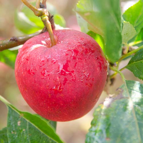  Apple Katy