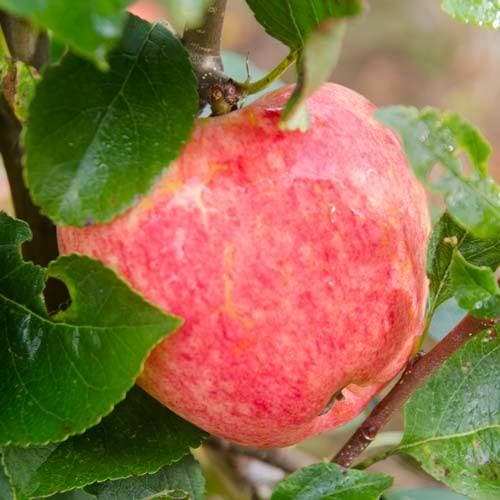 Apple Katy