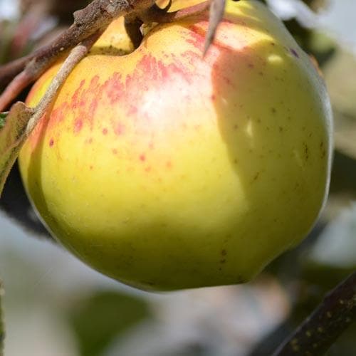  Apple Kemp
