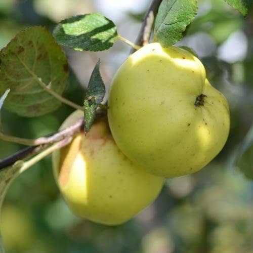  Apple Kemp