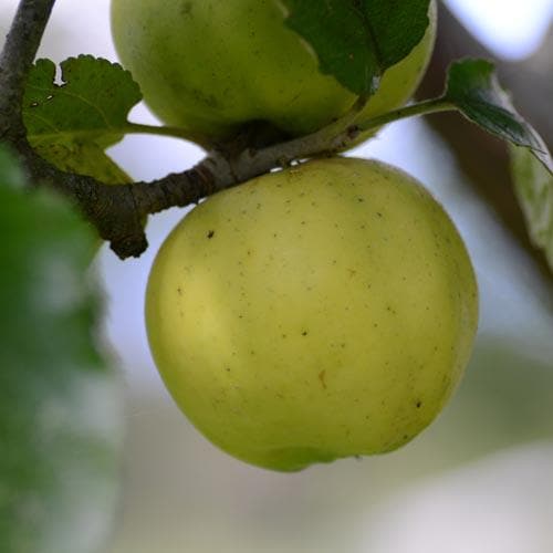  Apple Kemp