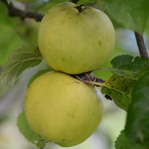  Apple Kemp