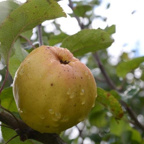  Apple Keswick Codlin