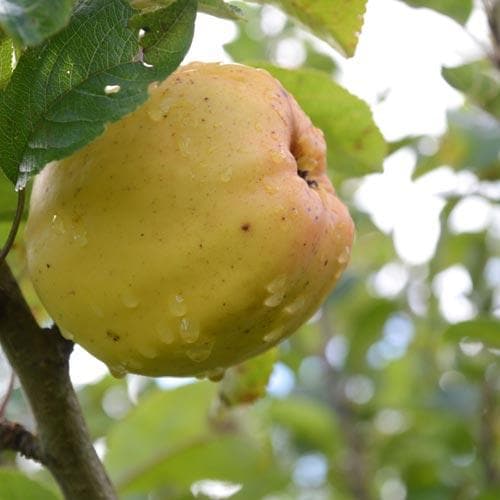  Apple Keswick Codlin