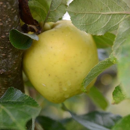  Apple Keswick Codlin