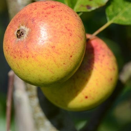  Apple Kilkenny Pearmain