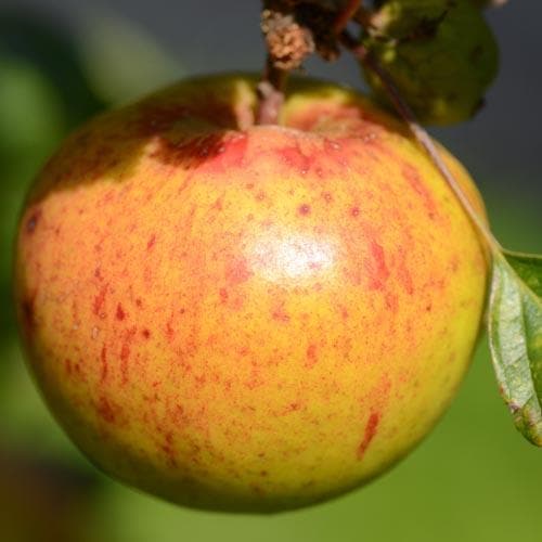  Apple Kilkenny Pearmain