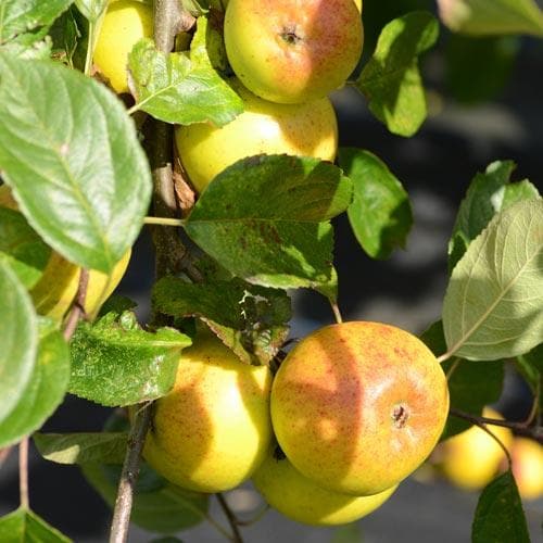  Apple Kilkenny Pearmain