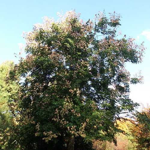  Koelreuteria Bipinnata - Chinese Flame Tree