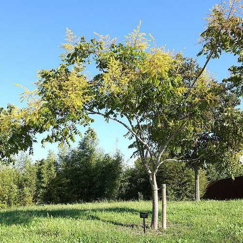  Koelreuteria Bipinnata - Chinese Flame Tree