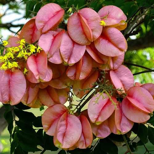  Koelreuteria Bipinnata - Chinese Flame Tree
