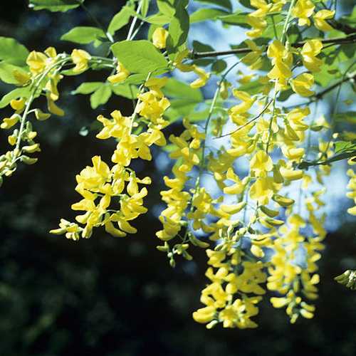  Laburnum X Watereri Vossii