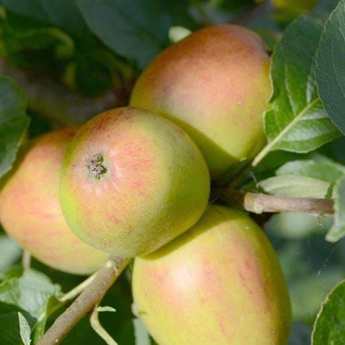  Apple Lady Finger Of Offaly