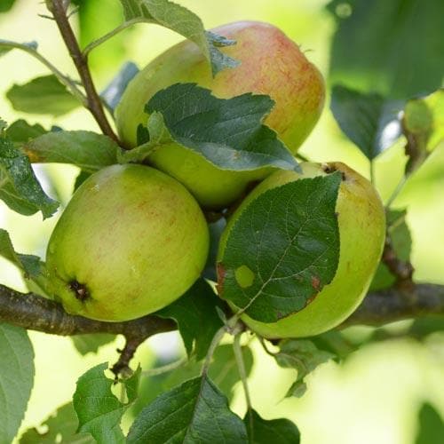  Apple Lady Finger Of Offaly