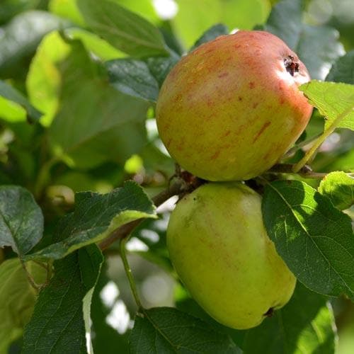  Apple Lady Finger Of Offaly
