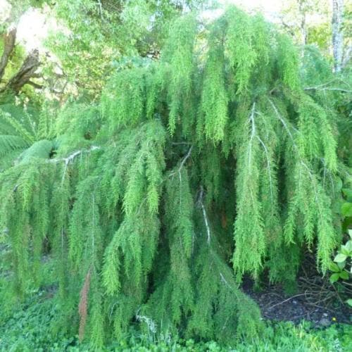  Lagarostrobos Franklinii - Huon Pine