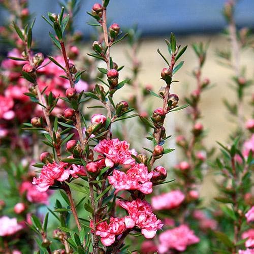  Leptospermum Scoparium Coral Candy
