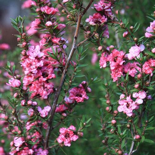  Leptospermum Scoparium Coral Candy