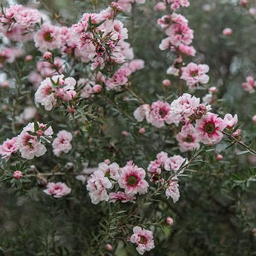  Leptospermum Scoparium Coral Candy