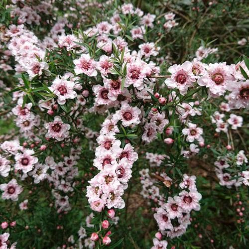  Leptospermum Scoparium Apple Blossom