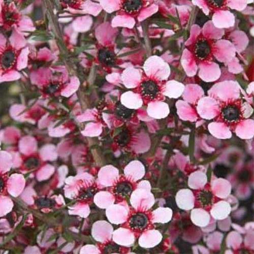  Leptospermum Scoparium Martini