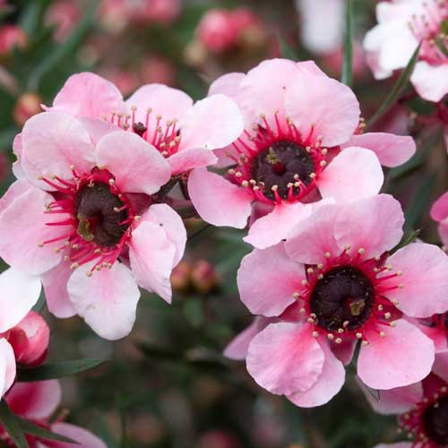  Leptospermum Scoparium Martini