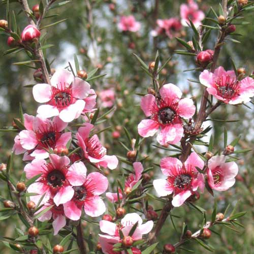  Leptospermum Scoparium Martini