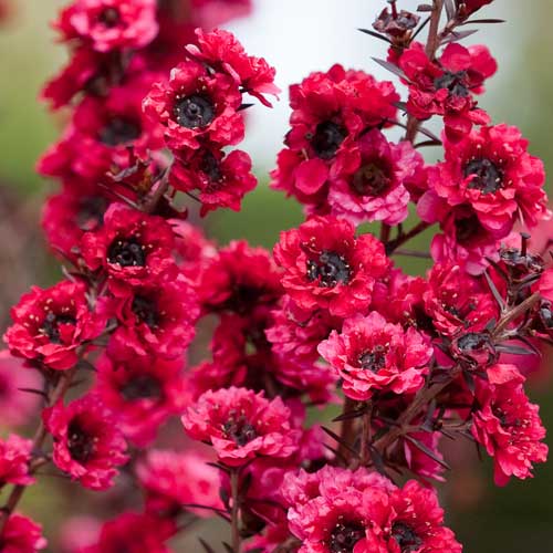  Leptospermum Scoparium Winter Cheer