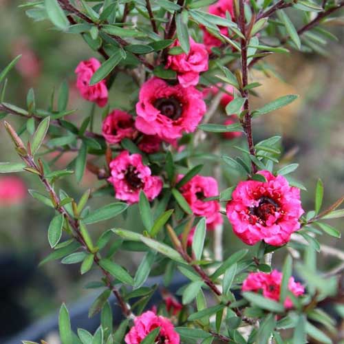  Leptospermum Scoparium Winter Cheer
