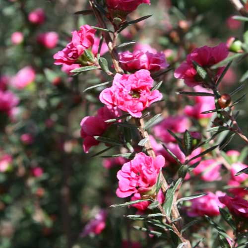  Leptospermum Scoparium Winter Cheer
