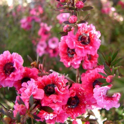  Leptospermum Scoparium Winter Cheer