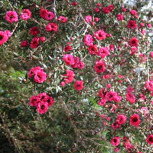  Leptospermum Scoparium Winter Cheer