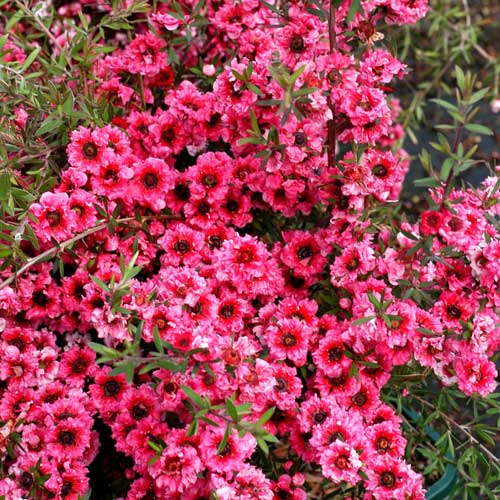  Leptospermum Scoparium Winter Cheer