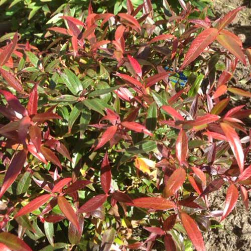  Leucothoe Keiskei Burning Love