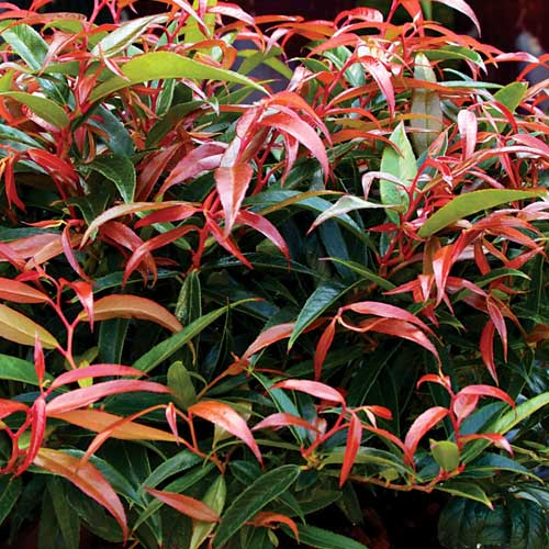  Leucothoe Keiskei Burning Love