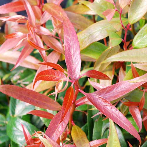  Leucothoe Keiskei Burning Love
