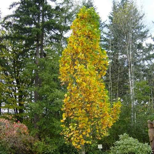  Liriodendron Tulipifera Fastigata - Columnar Tulip Tree
