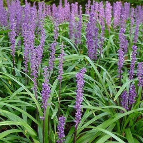  Liriope Muscari Moneymaker