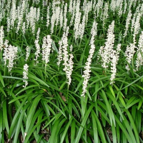  Liriope Muscari Monroe White