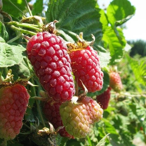  Loganberry Thornless
